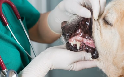 Pet Dental Care Services in Kenya