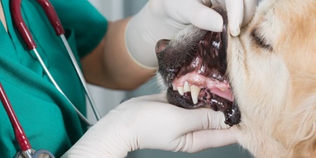 Pet Dental Care Services in Nairobi