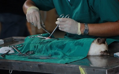 Pet Surgery in Kenya