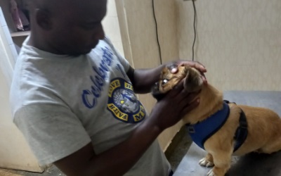 Pet Wellness Services Kenya