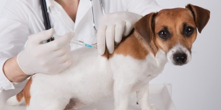 Vaccination for Pets in Nairobi