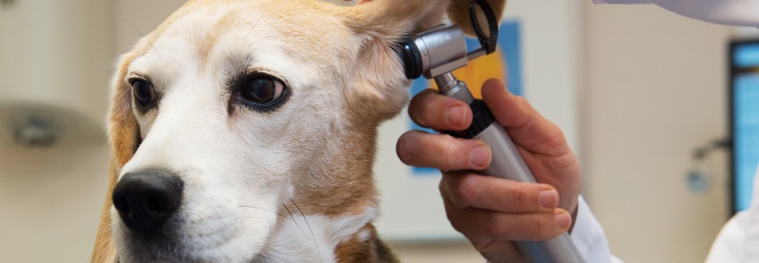 Routine exams and preventative care for your pet's wellness